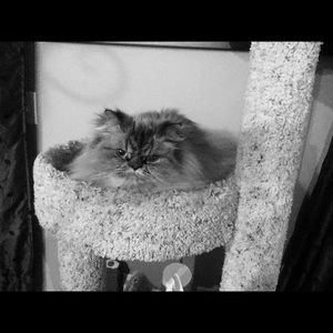 Meet your Posher, Peggy